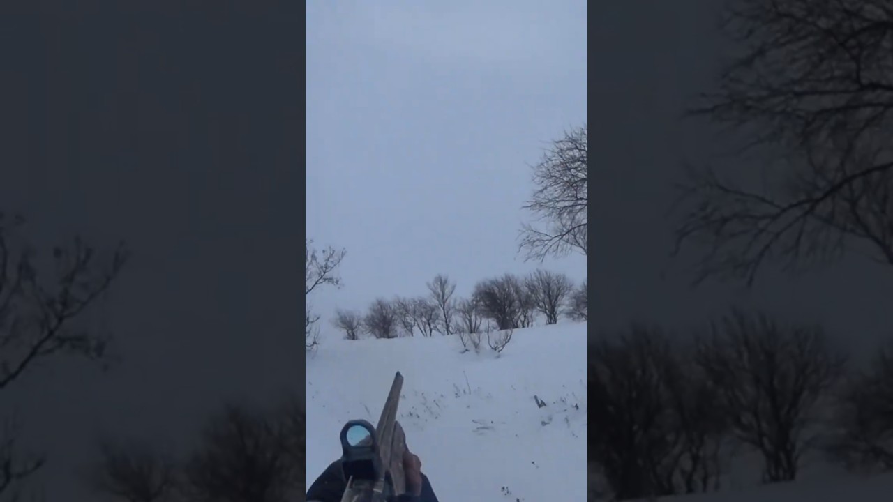 заяц хотел убежать 