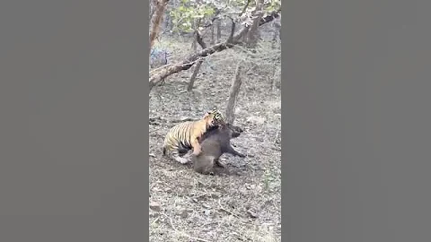 Close Encounter with Tiger Killing Wild Boar in ranthambore|| #ranthambhore #hunting #tiger #animals