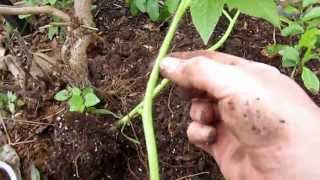 The Proper Way to Plant Your Tomatoes, Lisa's Landscape & Design