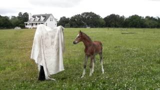 Young foals meet the tarp