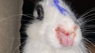 5 ngày đều trị cho thỏ bị bệnh chảy nước mũi và ra máu mũi
