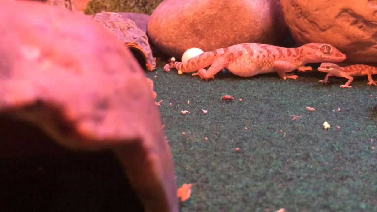 Gecko Laying Eggs YouTube