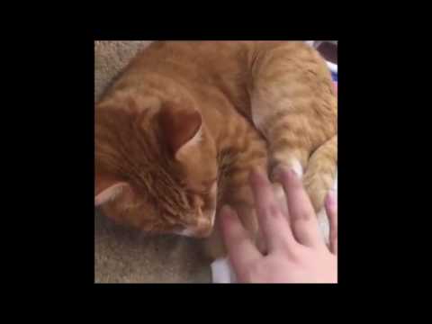 special needs animals for adoption near me Shelter Tour 6/29/2016 noon