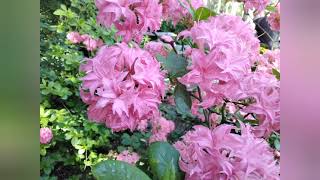 Alppiruusut Kukkivat