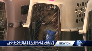 More than 130 homeless animals arrive in Wisconsin
