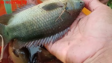 câu cá rô đồng bằng mồi trứng kiến vàng xào với mở bò là giật liên tục luôn (NI NGUYỄN TV)#29