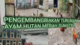 Review Kandang Pengembangbiakan Ayam Hutan Merah Sumatrapetualangbelukar