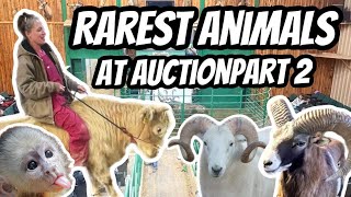 Uncovering Hidden Treasures: Exotic Animals at Auction Part 2