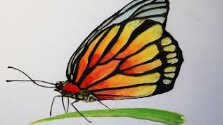 Como Pintar Con Acuarela Paso A Paso Mariposa Youtube