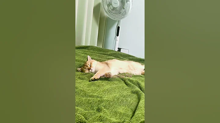 Video 11483391: shorthair kittens meowing british, british shorthair cat meowing, british shorthair pets cat, british shorthair golden kitten, meowing british shorthair funny, animals meowing british shorthair, little british shorthair kitten, cute british shorthair kitten, shorthair funnycat, adorable kitten