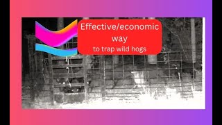 Effective/Economic way to trap wild hogs
