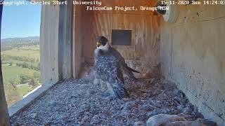 Peregrine Falcons Orange Csu Nsw Karate Kid Izzi Having Tantrum Kicks Mum 2020 11 15