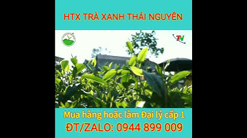 Chè Tân Cương | Đơn vị uy tín số 1 Thái Nguyên