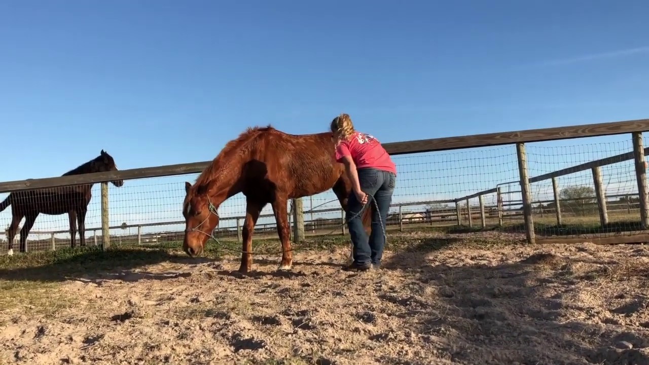 How to Teach a Horse to Lay Down Day Four YouTube