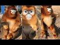 GOLDEN SNUB  NOSED MONKEY | GOLDEN MONKEY