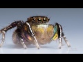 Jumping Spiders See with Rose-Colored Glasses