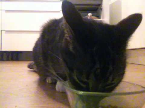 Video: Ar Pārtiku Apsēsti Kaķi - Kaķis Vienmēr Izsalcis