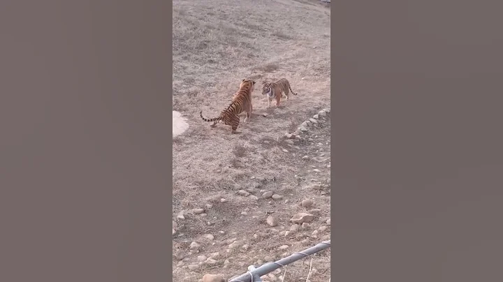 老虎嚇到了非洲獅，老虎:為什麼都還沒幹The lion was scared to panic by the tiger - 天天要聞