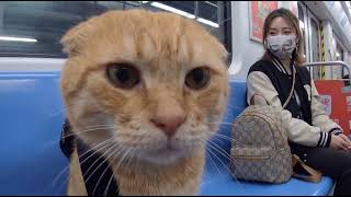 This cat will melt your heart🐈