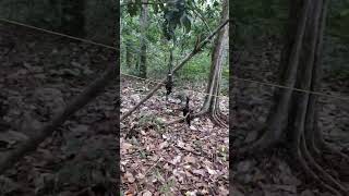cara menangkal kelelawar saat musim buah duku. #buahduku #buahbuahan #petanimuda #petani #kelelawar