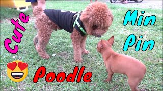 Cute Min Pin Puppy Meeting Bigger Friends 1st Time Out Going | Viral Dog Puppy