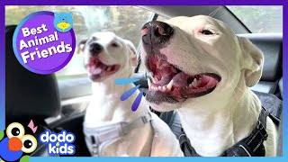 Little Dog Brother’s AttentionHogging Kept His Family Together | Dodo Kids | Best Animal Friends