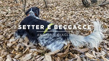 SETTER E BECCACCE | Ep. 6 - Cacciatori di Montagna 5