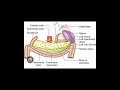 STOMACH BED