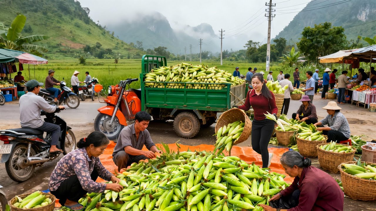 Harvesting 1000+ Fresh Glutinous Corn Cobs Direct From Farmers — Truck Transport & Bulk Selling