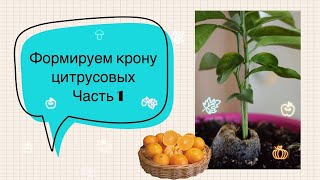 Как сформировать крону цитрусовых / первая обрезка мандарина / часть 1 / Luchek_