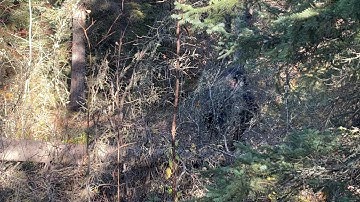 Clear Footage Of Bigfoot Proves Non Ape Appearance