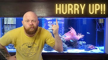 The Nitrogen Cycle explained for Aquariums in 2 minutes!