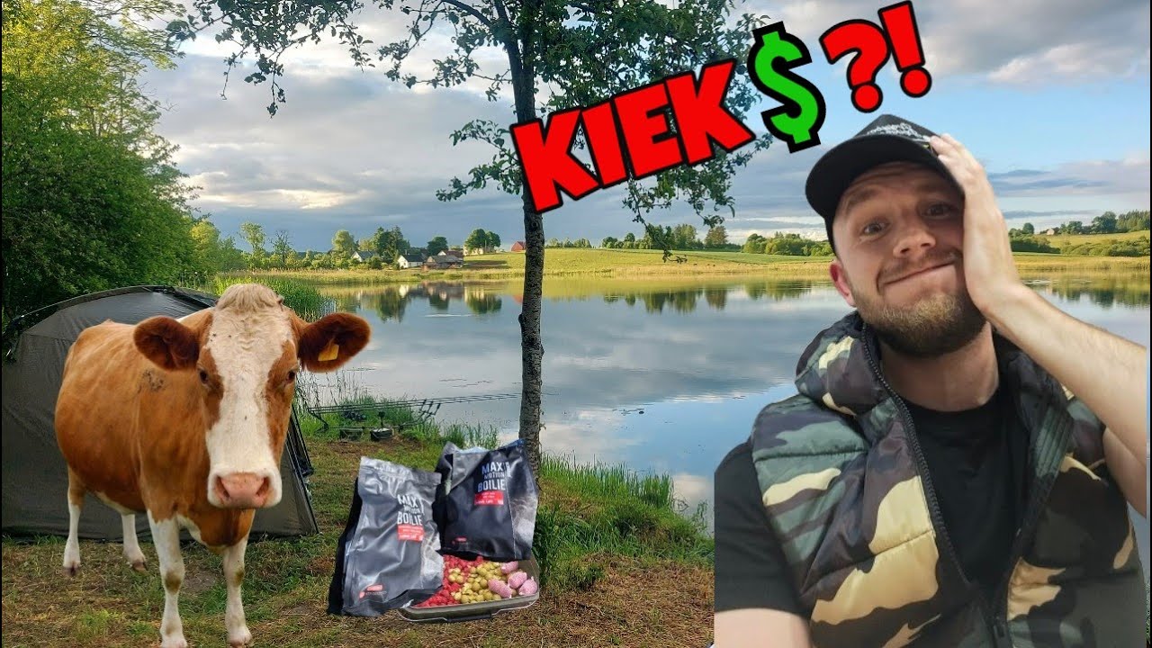 Kiek Kainuoja Karpių Žvejyba? Karvės, Lynai ir aišku KARPIAI. Karpininko dienoraštis #46