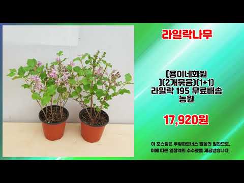 라일락나무 추천 | 쇼핑의 새로운 기준 초특가 상품 | 실시간 인기템   | 핫딜 쇼핑템