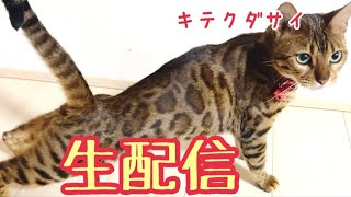 【ランチ生配信】天気の悪い日のお昼は猫でも見て過ごしませんか？生配信