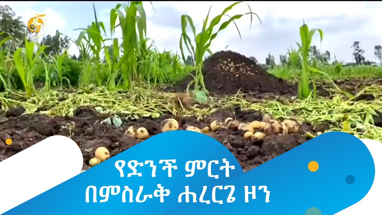 የድንች ምርት በምስራቅ ሐረርጌ ዞን - YouTube