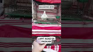 ANG AMONG IBON.