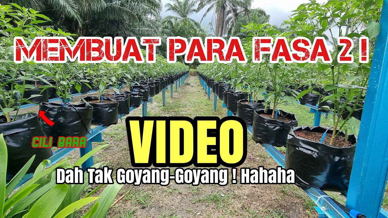 Membuat Para Cili Bara Fasa2 ! ! Dah Tak Goyang2 Dah Macam Video Sebelum Nie. SELESAI !!!!!!