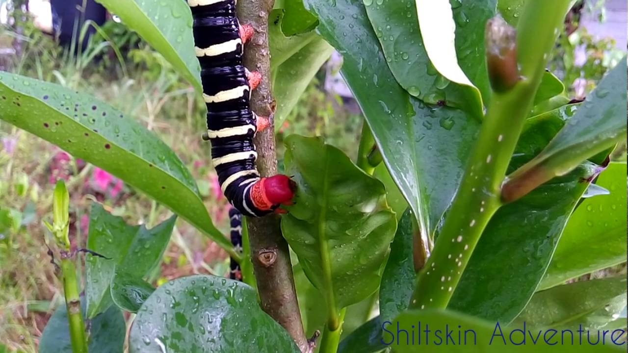 Caterpillar/Pseudosphinx Tetrio