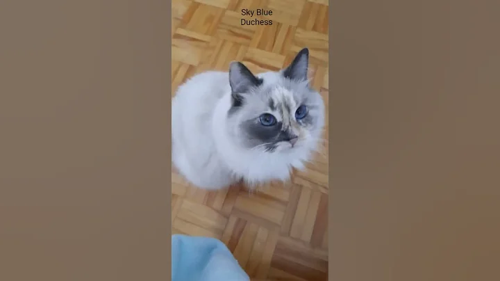 Video 1980861: birman mix rescue, birman cat meowing, blue mix cat, cat cute mix, blue eyed birman mix, blue eyed fluffy cat