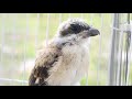 Kicau Anak Burung Cendet Di Pagi Hari Children Of Cendet Birds In The Morning Mp3 - Mp4 Download