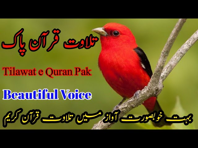 Tilawat e Quran Pak, Quran Recitation , Beautiful Voice, Quran Surah , Quran Kareem , Quran Tilawat class=