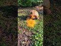#funny #memes #tortoise #funnymemes #pets #animals