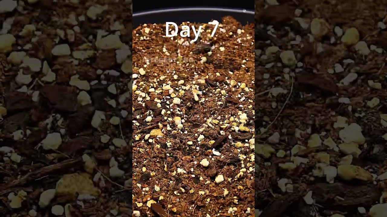57 Days In 15s Growing A Watermelon Plant From Seed 