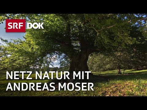 Video: Gefühle Und Kraft Der Pflanzen