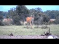 La plus grande antilope dafrique leland