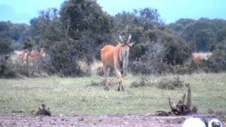 Africa' largest antelope, The Eland.