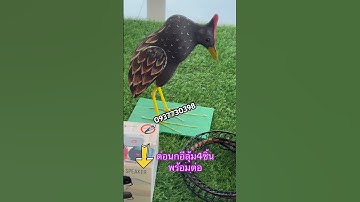 ต่อนกอีลุ้ม #เก็บเงินปลายทางได้ 0937730398บังดุล