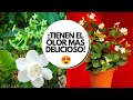 Flores aromaticas para jardín