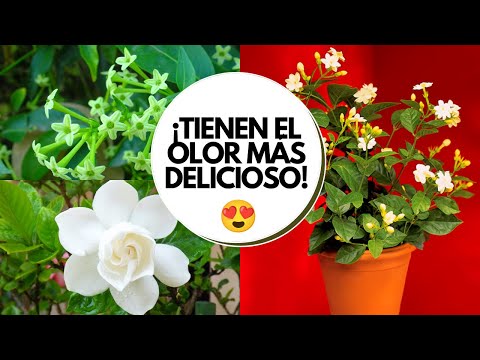 Video: Ideas Brillantes Para Un Jardín Perfumado: Plantas Con Aromas De Frutas Y Bayas